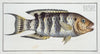 Sparus Fasciatus, The streaked Gilt-head.