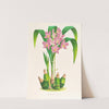 Spathoglottis plicata by Jean Jules Linden