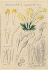 Spathularia clavata (1915-1945)