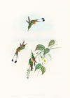 Spathura rufocaligata (Red-booted Racket-Tail)