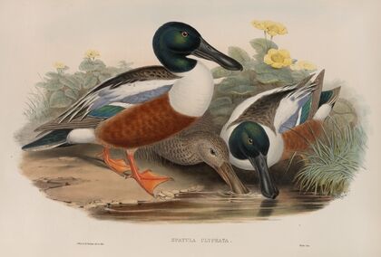 Spatula clypeata. Shoveller Duck. (1862-1873)