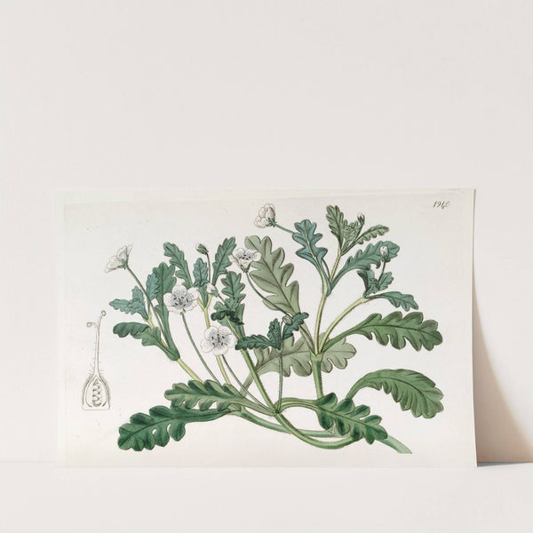 Speckled Nemophila by Sydenham Edwards