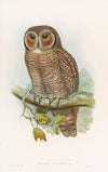 Speckled Wood-Owl