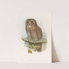 Speckled Wood-Owl by John Gould