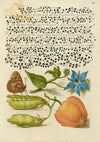Speckled Wood, Talewort, Garden Pea, and Lantern Plant (1561–1596)