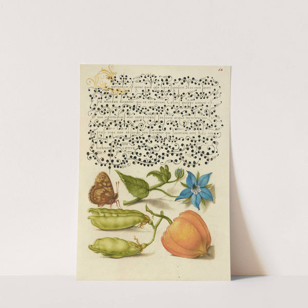 Speckled Wood, Talewort, Garden Pea, and Lantern Plant (1561–1596) by Joris Hoefnagel