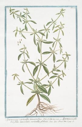 Spermacoce verticillis tenuioribus – Spermacoce glabra, foliis lanceolatis, verticillis globosis. (Shrubby false buttonweed)
