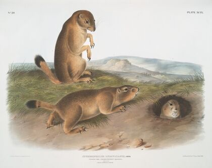 Spermophilus ludovicianus, Prairie Dog-Prairie Marmot Squirrel. Natural Size. 1. Male, 2. Female, 3. Young.