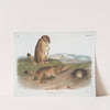 Spermophilus ludovicianus, Prairie Dog-Prairie Marmot Squirrel. Natural Size. 1. Male, 2. Female, 3. Young. (1845-1848) by John Woodhouse Audubon