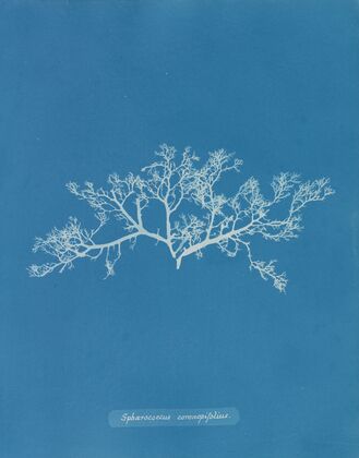 Sphaerococcus coronopifolius