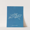 Sphaerococcus coronopifolius by Anna Atkins