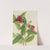 Spicebush (Calycanthus occidentalis) (early 1930s) by Mary Vaux Walcott