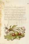Spider, Sweet Cherry Flower, and English Oak Leaf with Galls (1561–1596)