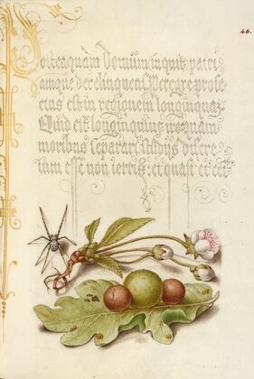 Spider, Sweet Cherry Flower, and English Oak Leaf with Galls (1561–1596)