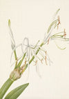 Montana Parnassia (Parnassia montanesis) (1920)