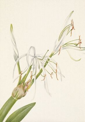 Montana Parnassia (Parnassia montanesis) (1920)