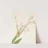 Spiderlily. Hymenocallis rotata (1925) by Mary Vaux Walcott