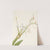 Spiderlily. Hymenocallis rotata (1925) by Mary Vaux Walcott