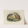 Spiloglaux Novae Zealandiae and Sceloglaux albifacies by John Gerrard Keulemans
