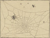 Spinne