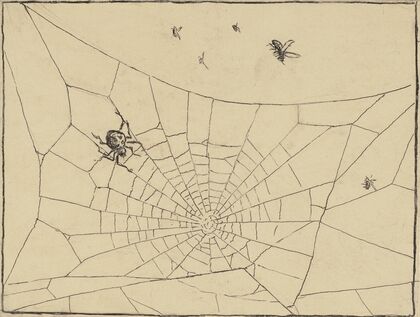Spinne