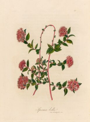 Spiraea bella (1818-1824)