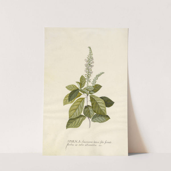 Spiraea by Georg Dionysius Ehret