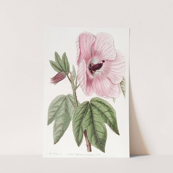 Splendid Hibiscus by Sydenham Edwards