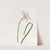 Spofforth Zephyranthes by Sydenham Edwards