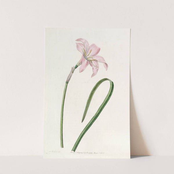 Spofforth Zephyranthes by Sydenham Edwards