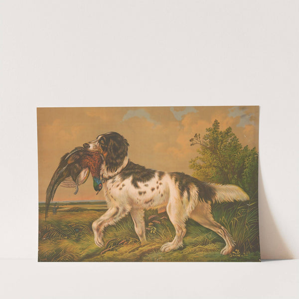 Sportsmen&#8217;s delight, a field spaniel on the retrieve (1880) by Gibson &amp; Co. Lith