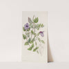 Spotless Violet Torenia by Sydenham Edwards
