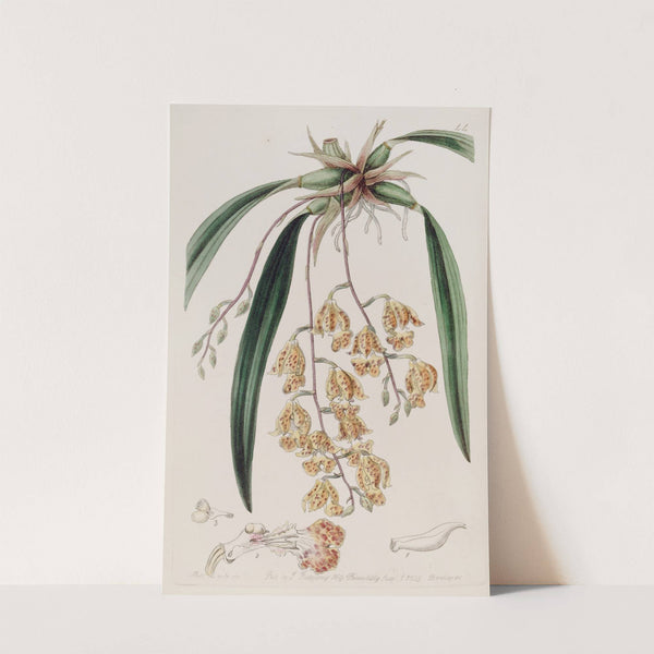 Spotted Burlingtonia by Sydenham Edwards