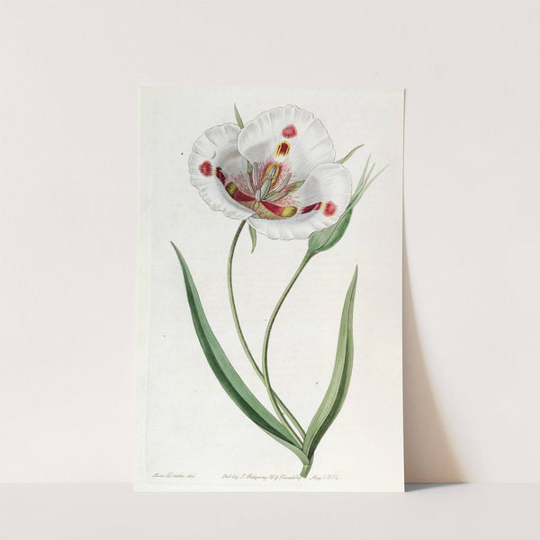Spotted Calochortus by Sydenham Edwards