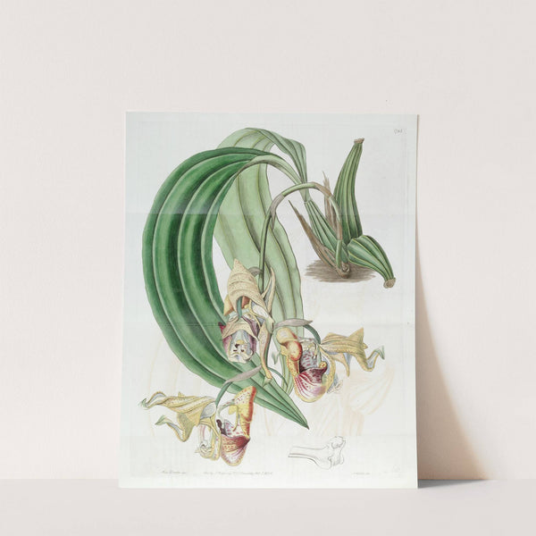 Spotted Coryanthes by Sydenham Edwards