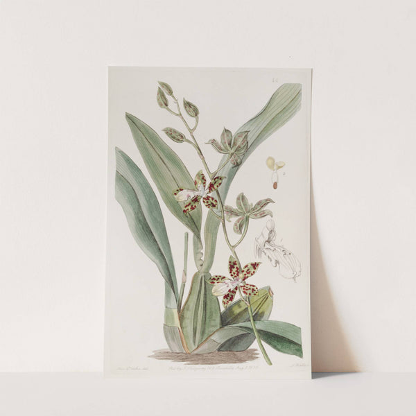 Spotted Cyrtochilum by Sydenham Edwards