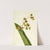 Spotted Cyrtopodium (Cyrtopodium punctatum) (1920) by Mary Vaux Walcott