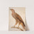 Spotted eagle by Jacques Barraband
