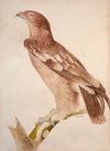 Spotted eagle (juvenile)