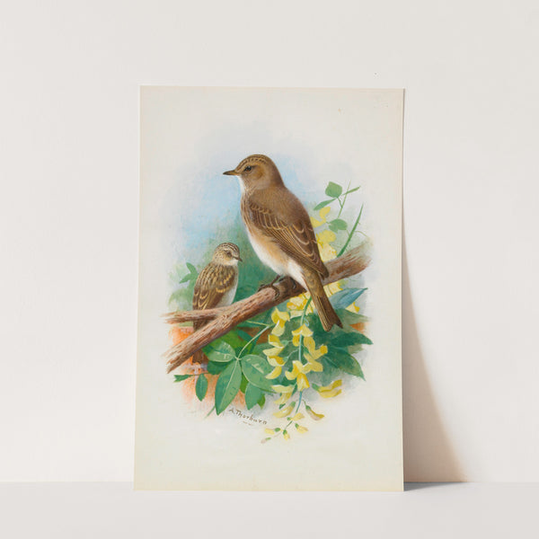 Spotted Flycatchers by Archibald Thorburn
