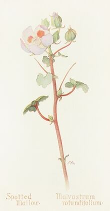 Spotted Mallow