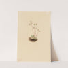 Spotted Saxifrage (Saxifraga bronchialis) (1903) by Mary Vaux Walcott