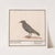 Spreeuw (Sturnus vulgaris) (1596-1610) by Anselmus Boëtius de Boodt