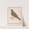 Spreeuw (Sturnus vulgaris) (1596-1610) by Anselmus Boëtius de Boodt