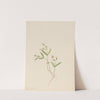 Spring Beauty (Claytonia lanceolata) (1916) by Mary Vaux Walcott