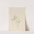 Spring Beauty (Claytonia lanceolata) (1916) by Mary Vaux Walcott