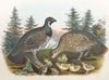 Spruce Grouse