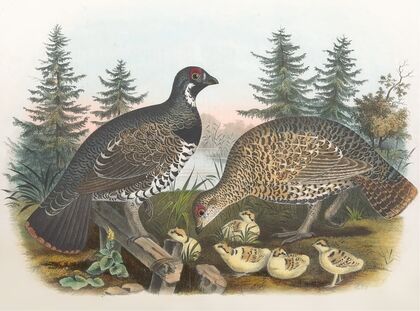 Spruce Grouse