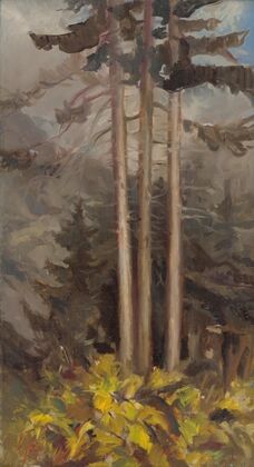 Spruces