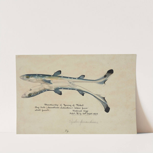 Squalus acanthias - Siamese twins : Spotted spiny dogfish by Frank Edward Clarke
